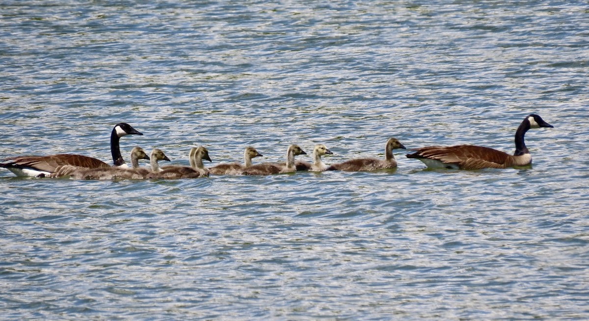 Canada Goose - ML636041067