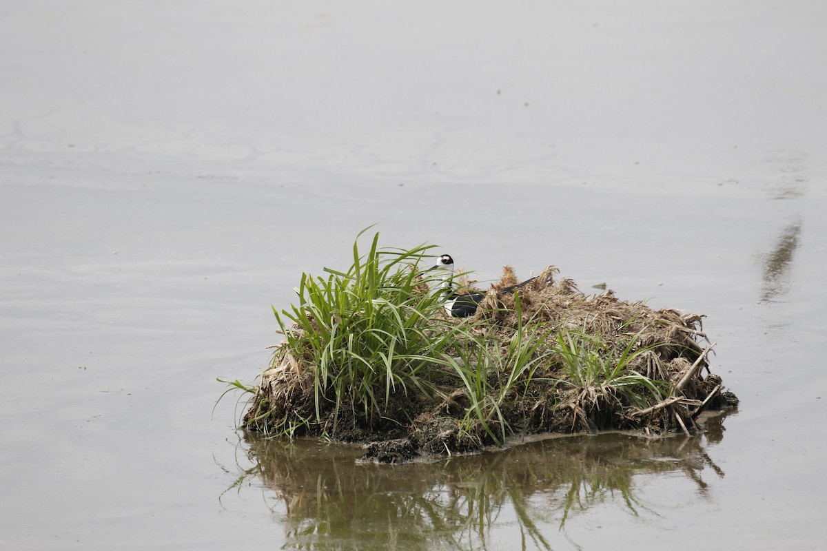 Échasse d'Amérique - ML636041137