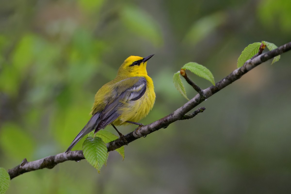 Blue-winged Warbler - ML636041156
