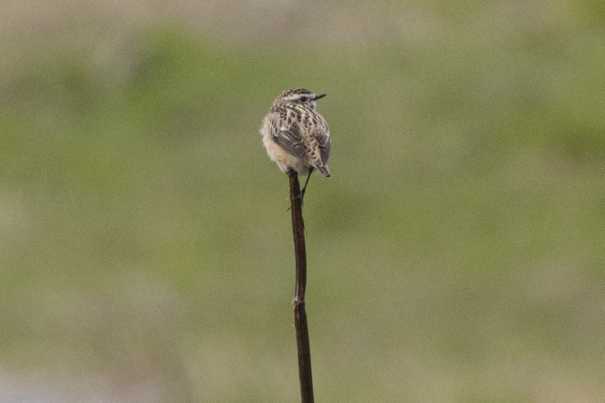 Whinchat - ML636041158
