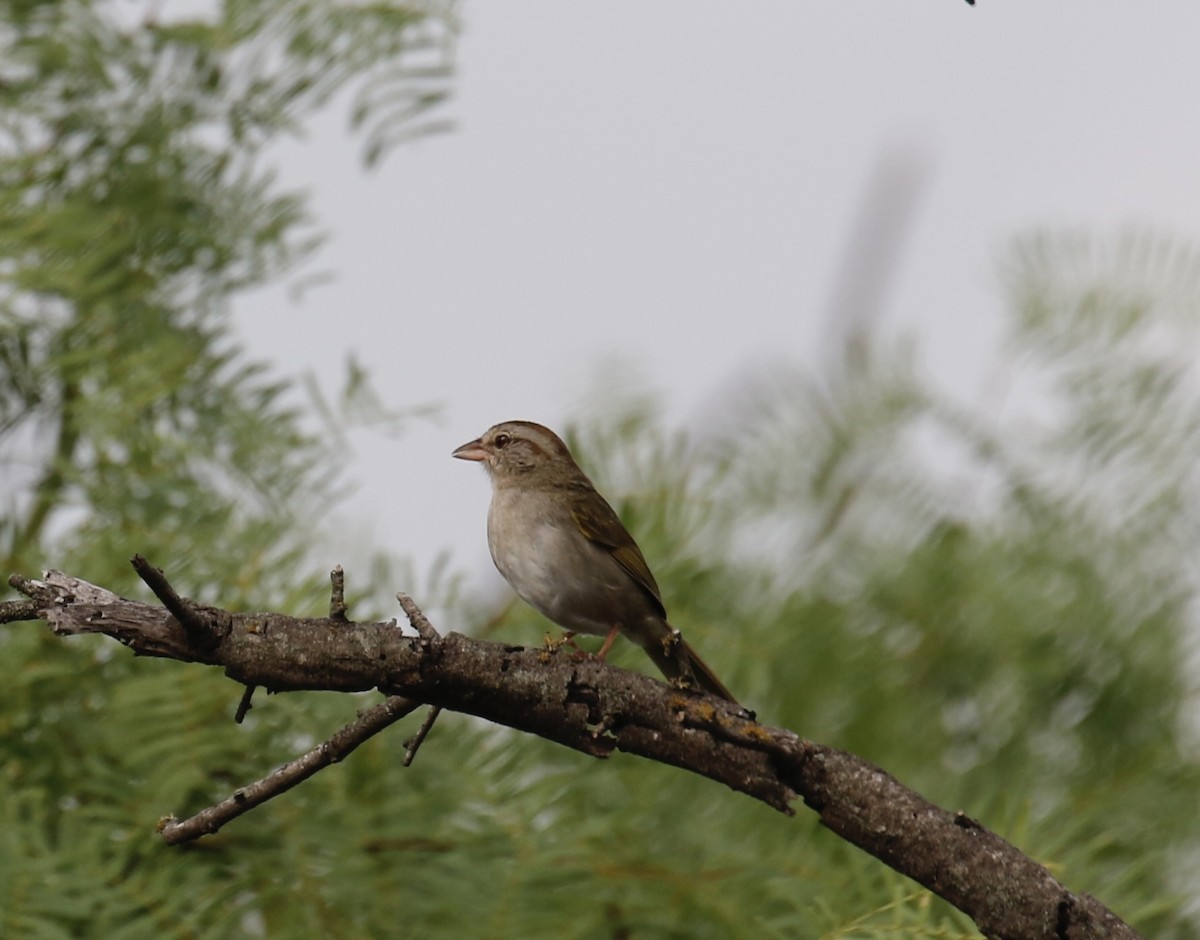 Tohi olive - ML636041194