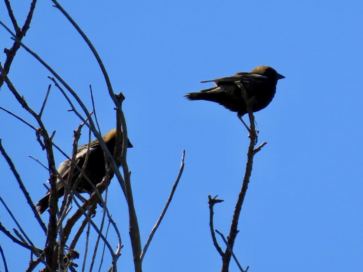 Bobolink - ML636041254