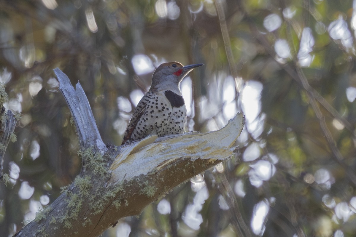 Northern Flicker - ML636041258
