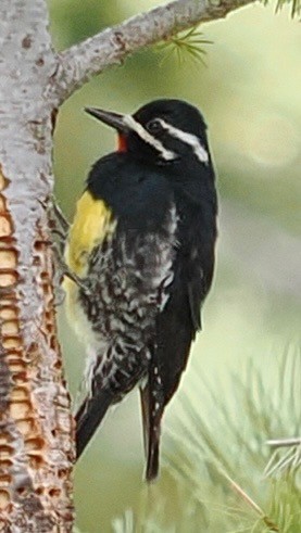 Williamson's Sapsucker - ML636041273