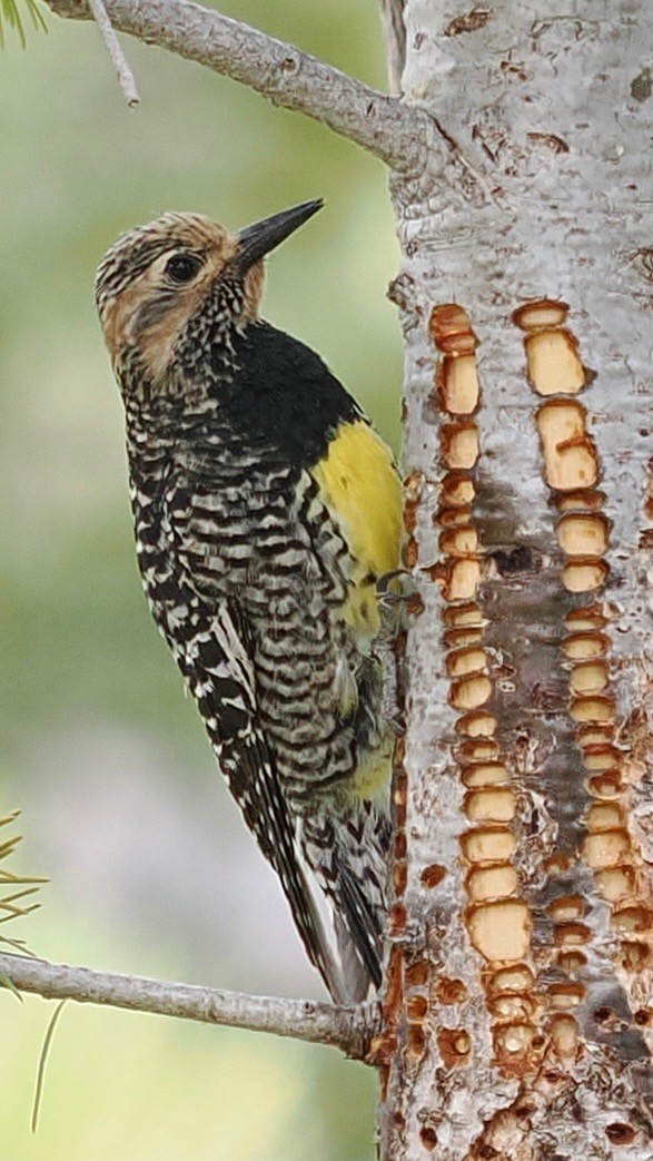 Williamson's Sapsucker - ML636041297