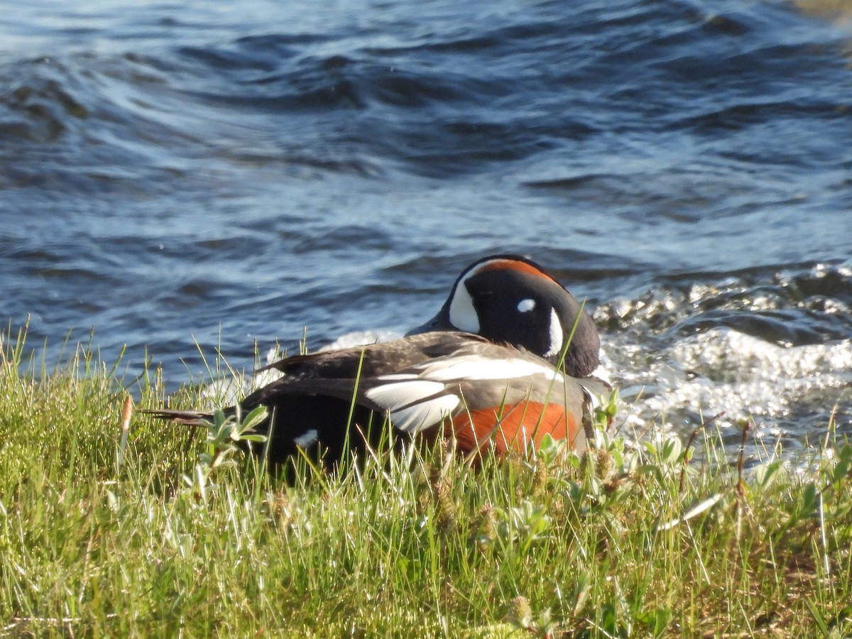 Harlequin Duck - ML636041322