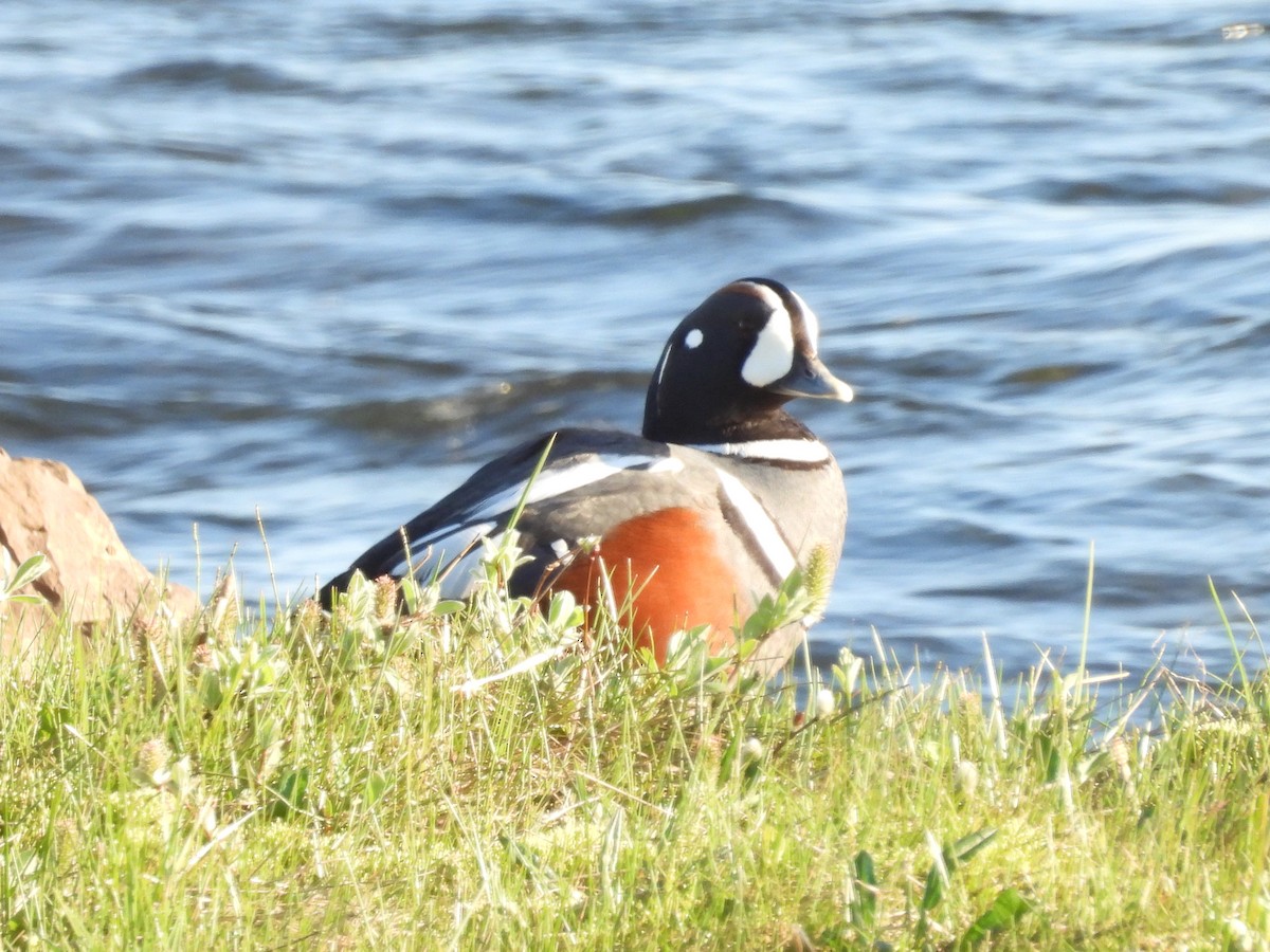 Harlequin Duck - ML636041323