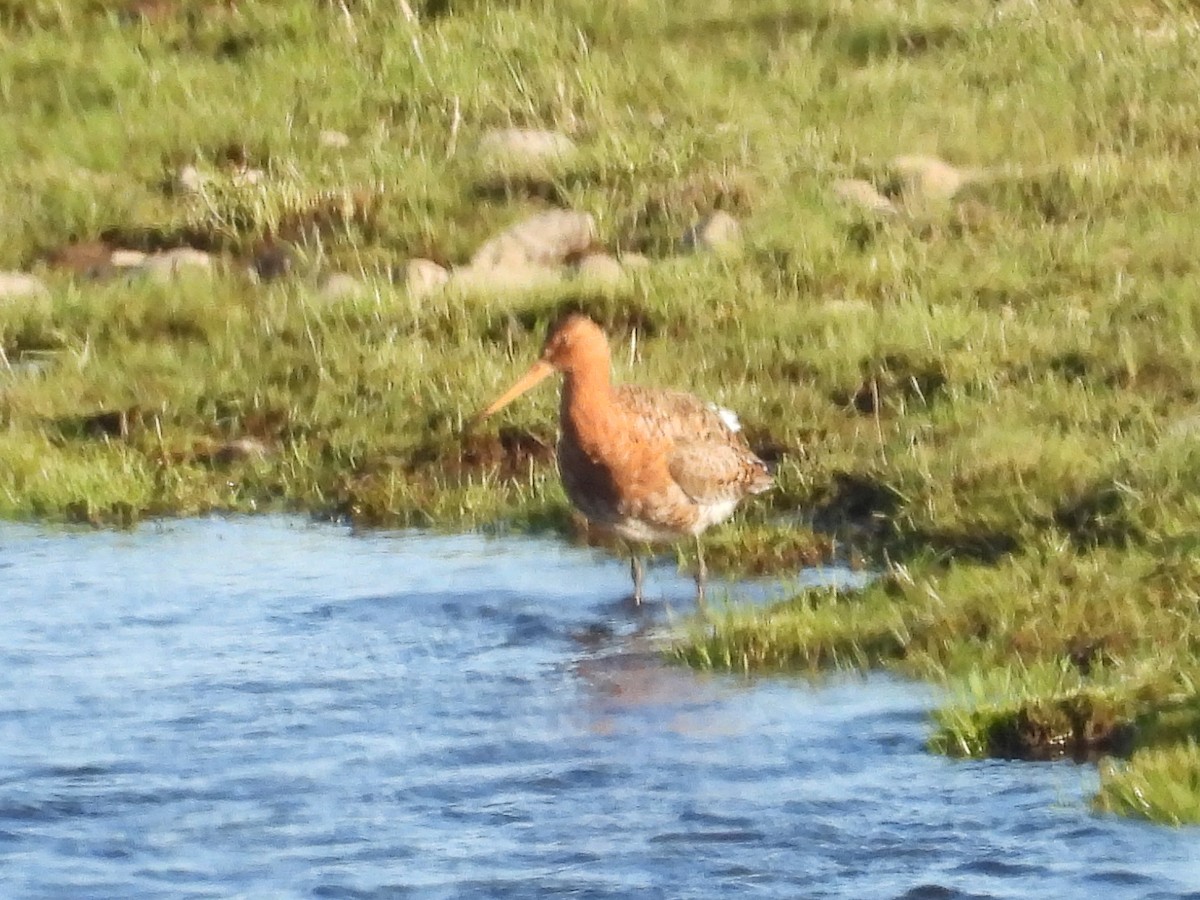 Black-tailed Godwit - ML636041362