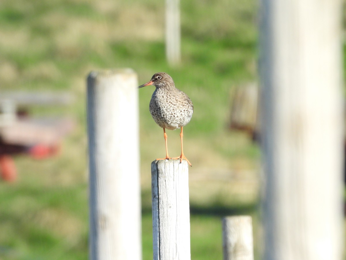 Common Redshank - ML636041394