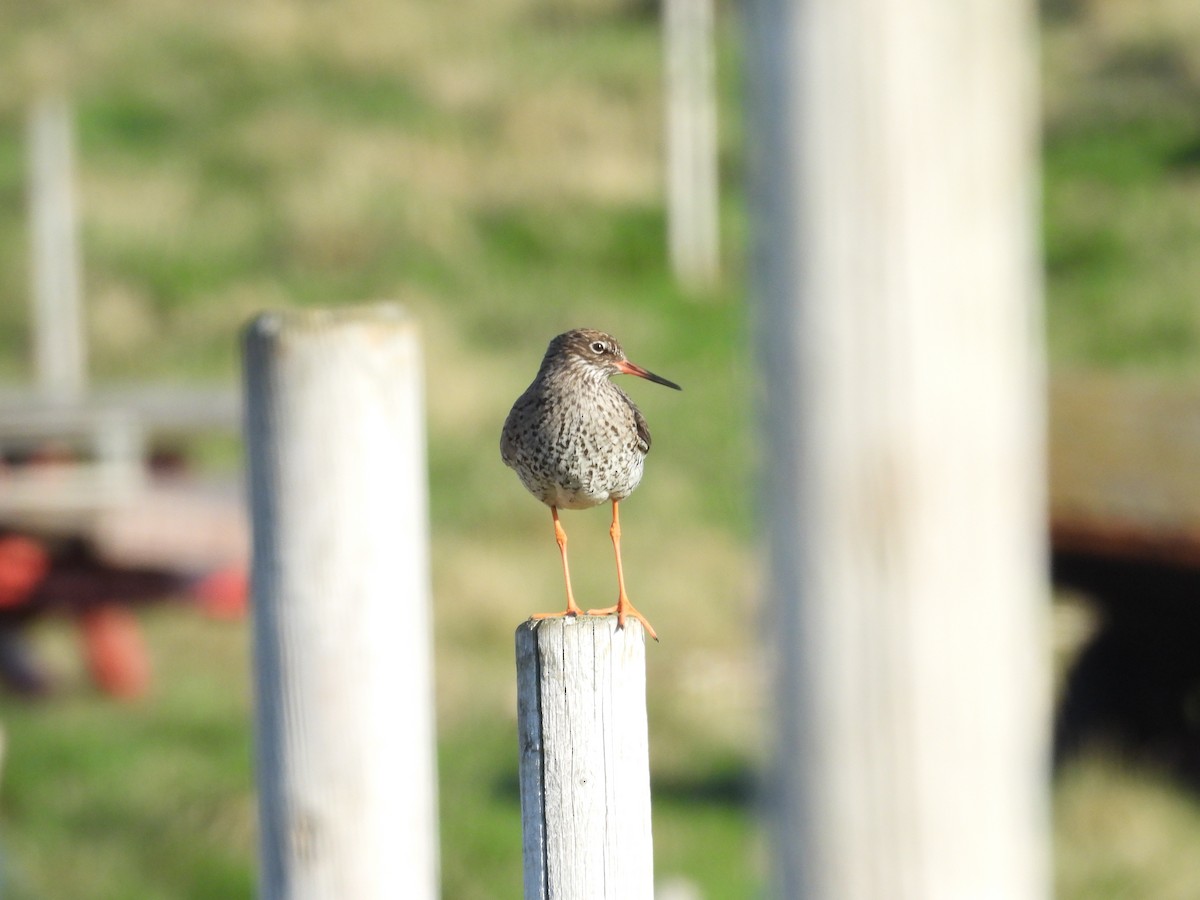 Common Redshank - ML636041395