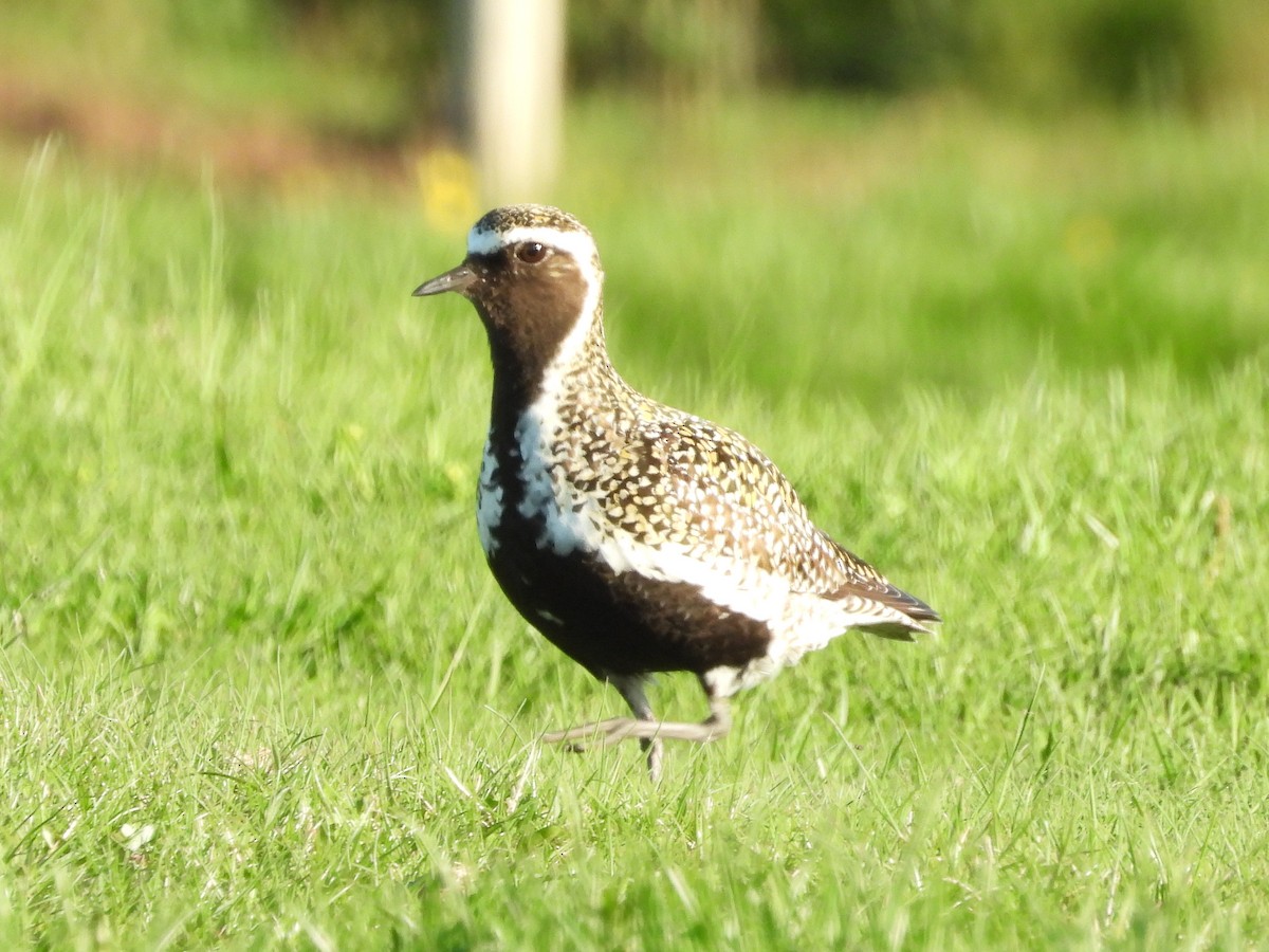 European Golden-Plover - ML636041402