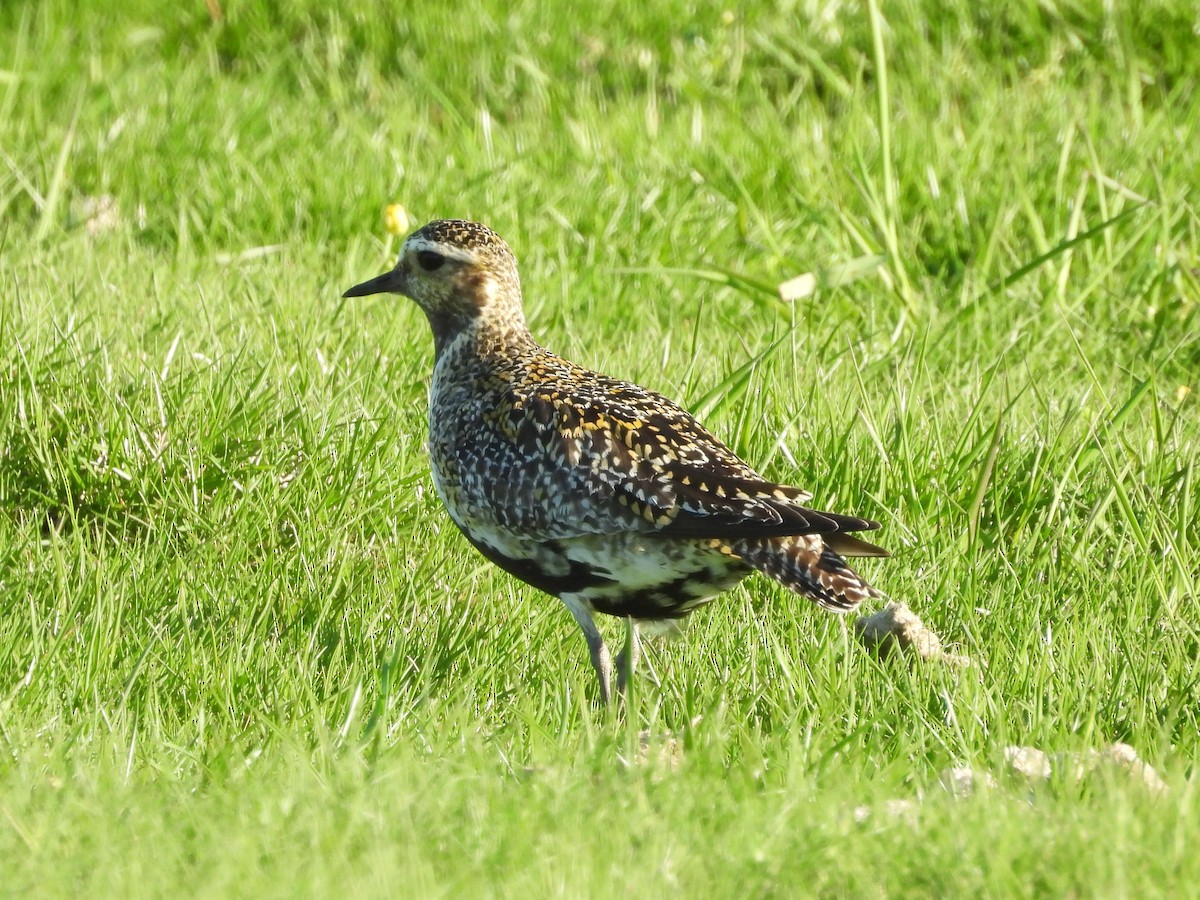 European Golden-Plover - ML636041403