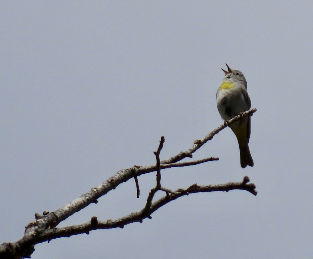 Virginia's Warbler - ML636041426