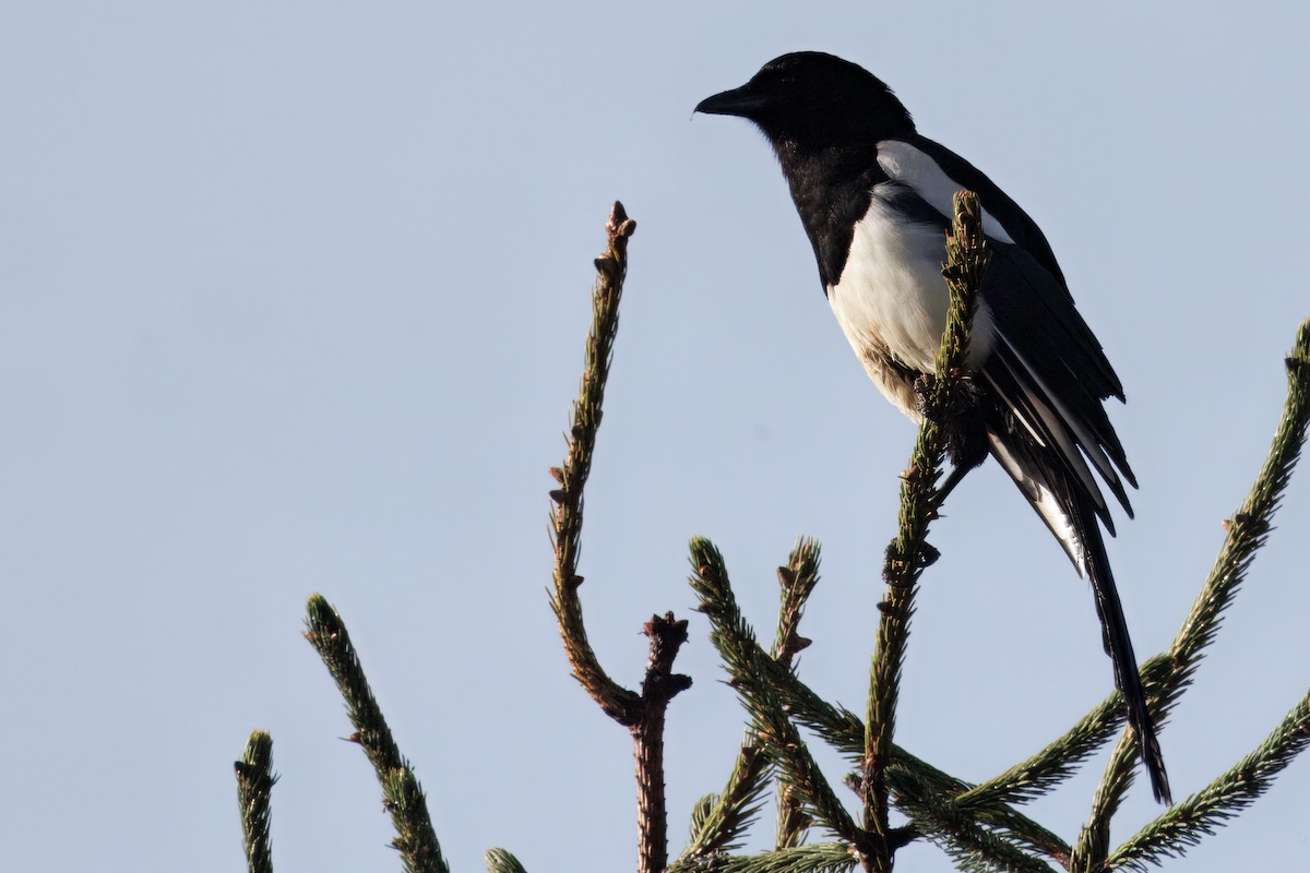 Black-rumped Magpie - ML636041518