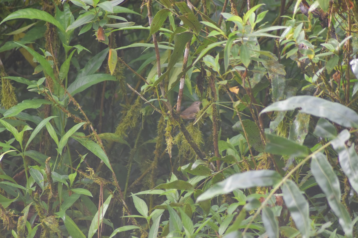 wren sp. - ML636041720