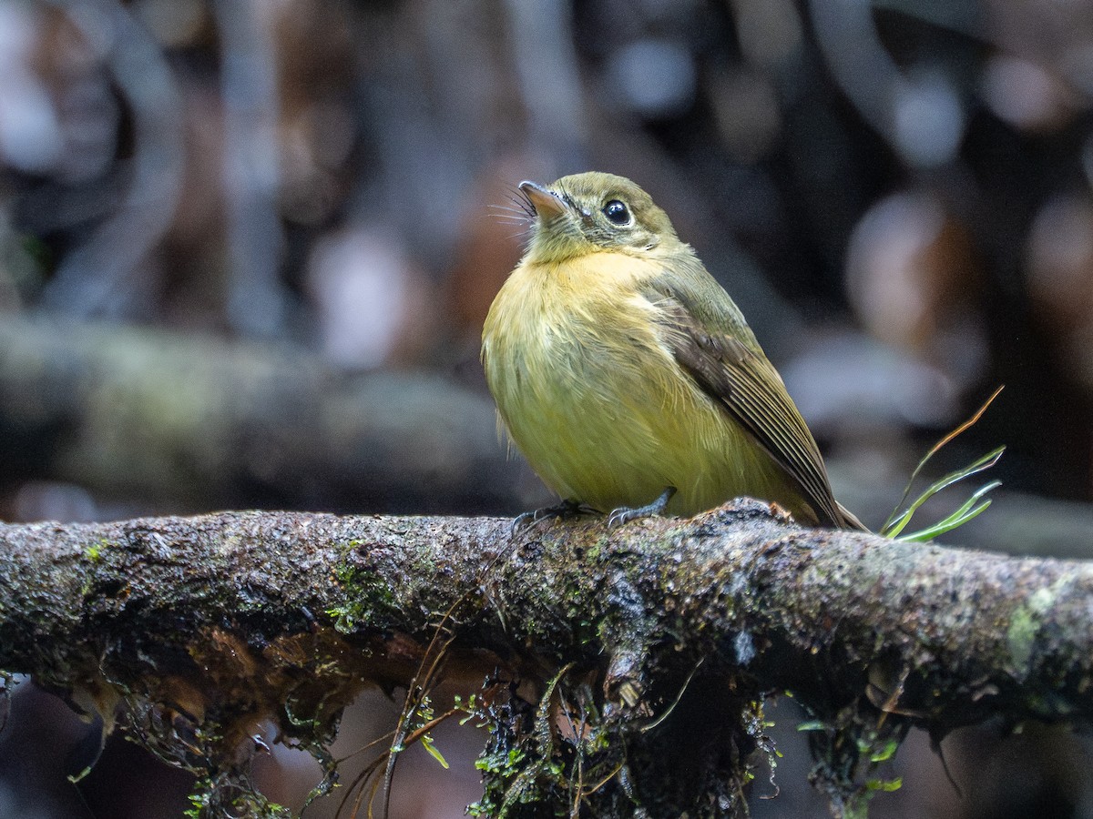 Whiskered Flycatcher - ML636041729