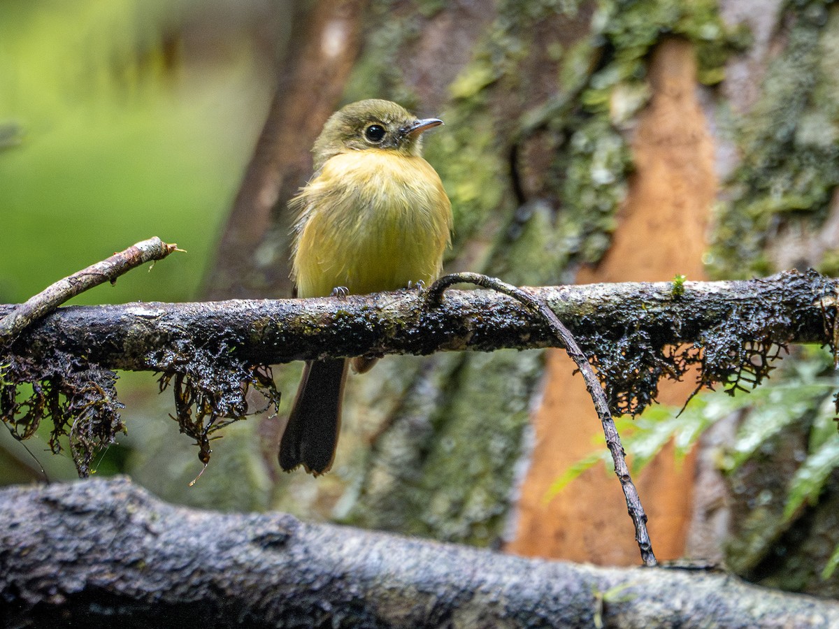 Whiskered Flycatcher - ML636041730
