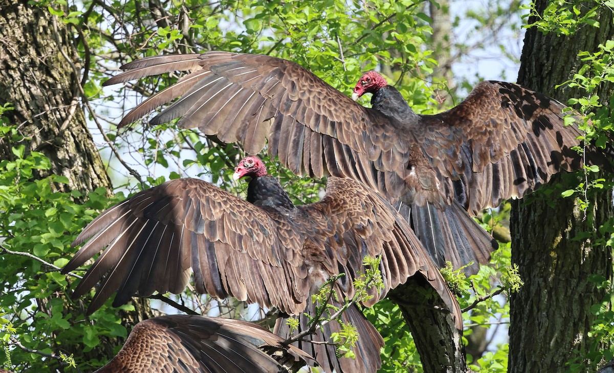 Turkey Vulture - ML636041769