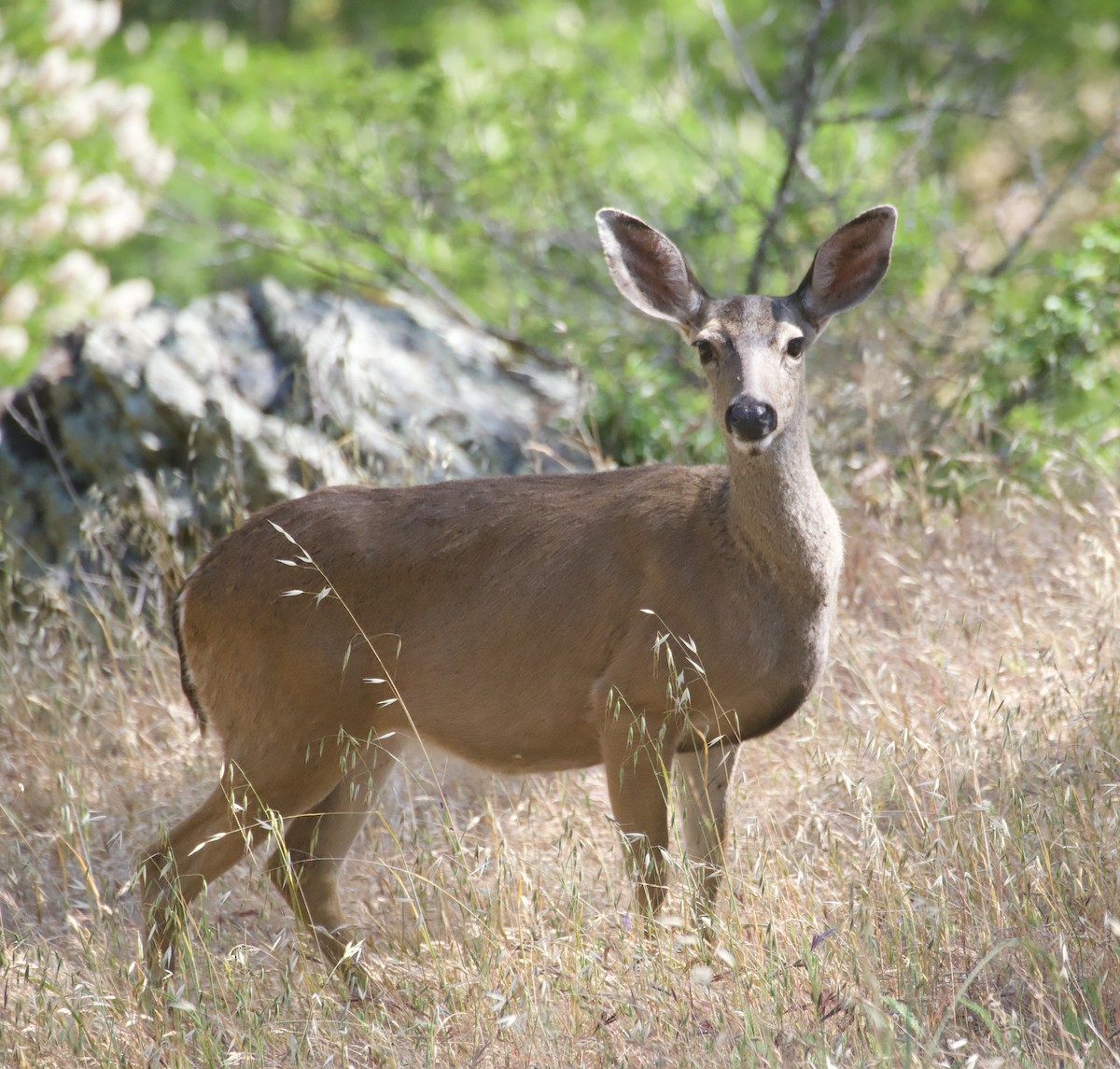 Mule Deer - ML636041826