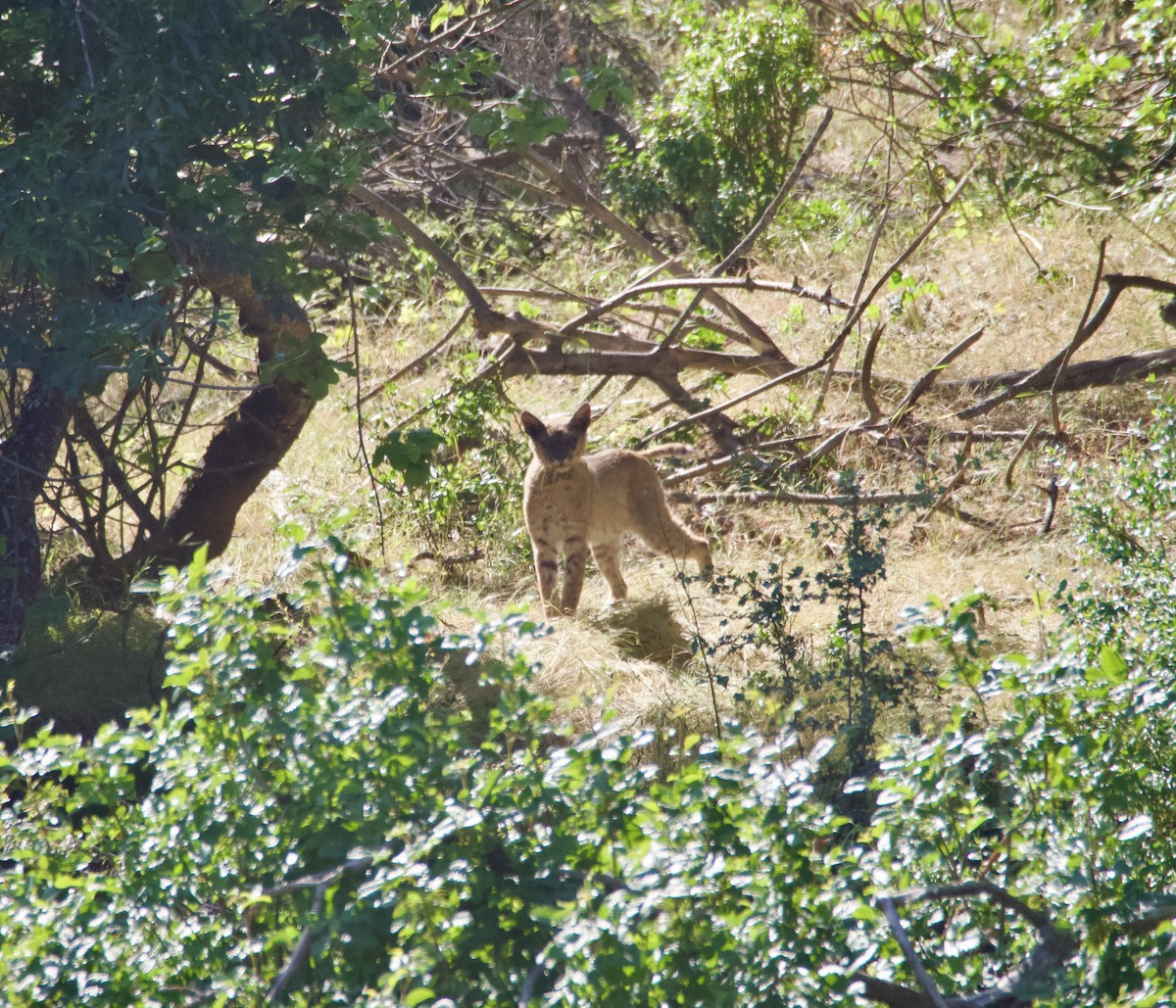 Bobcat - ML636041827