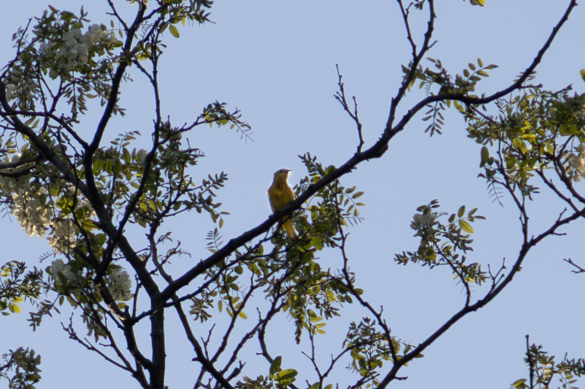 Northern Yellow Warbler - ML636041857
