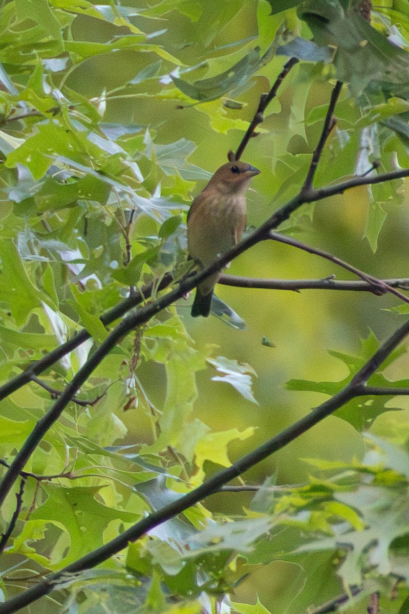 Indigo Bunting - ML636041899