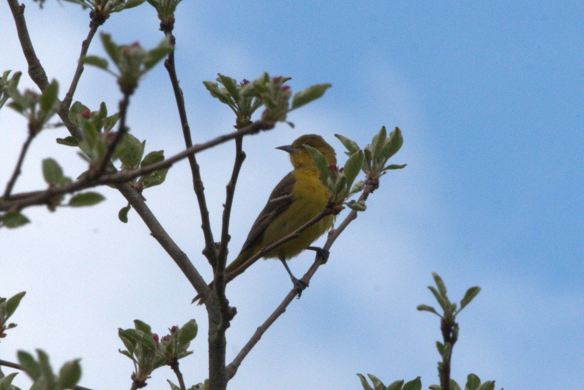 Orchard Oriole - ML636041951