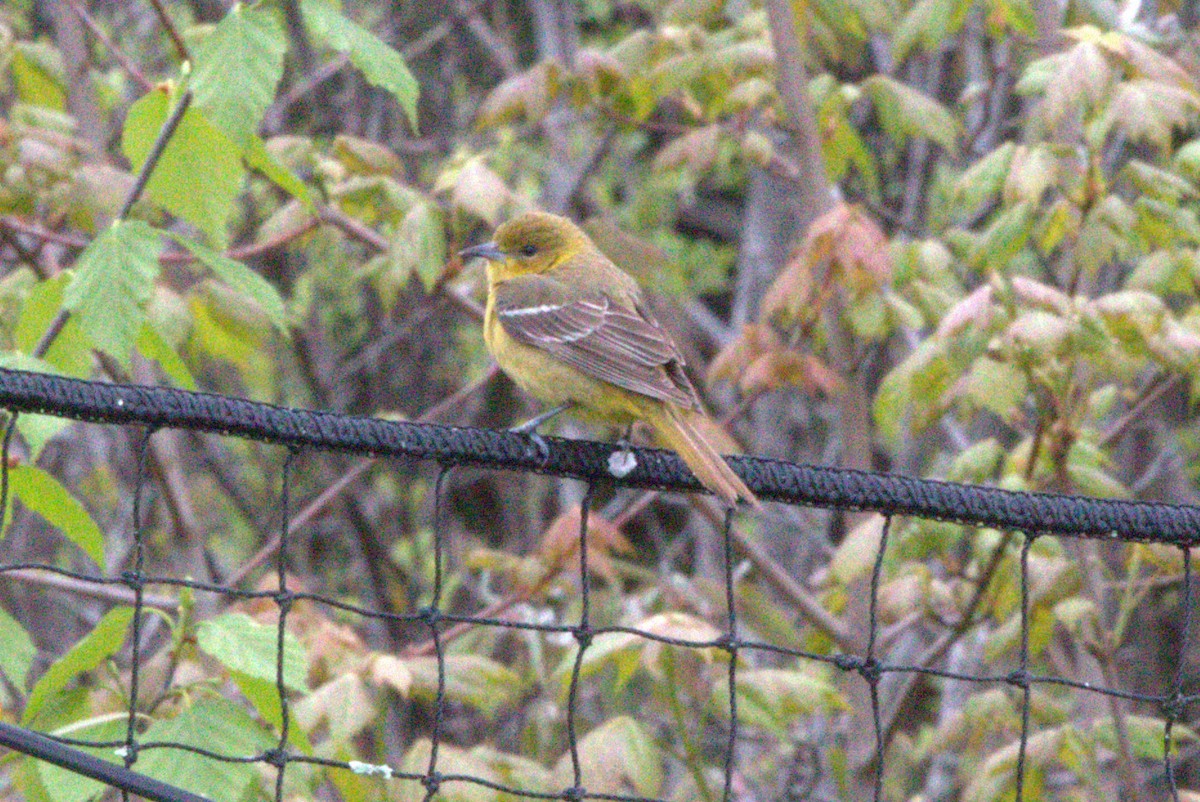 Orchard Oriole - ML636041952
