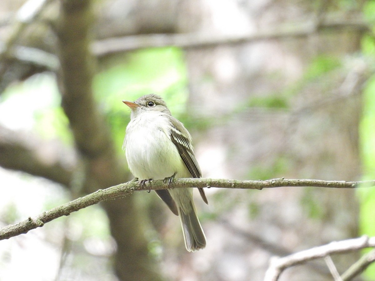 Acadian Flycatcher - ML636041961