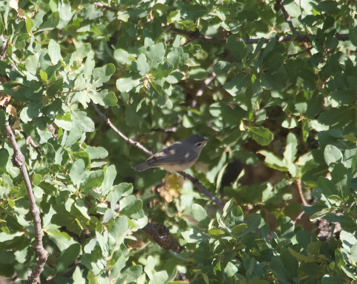 Western Warbling Vireo - ML636041972