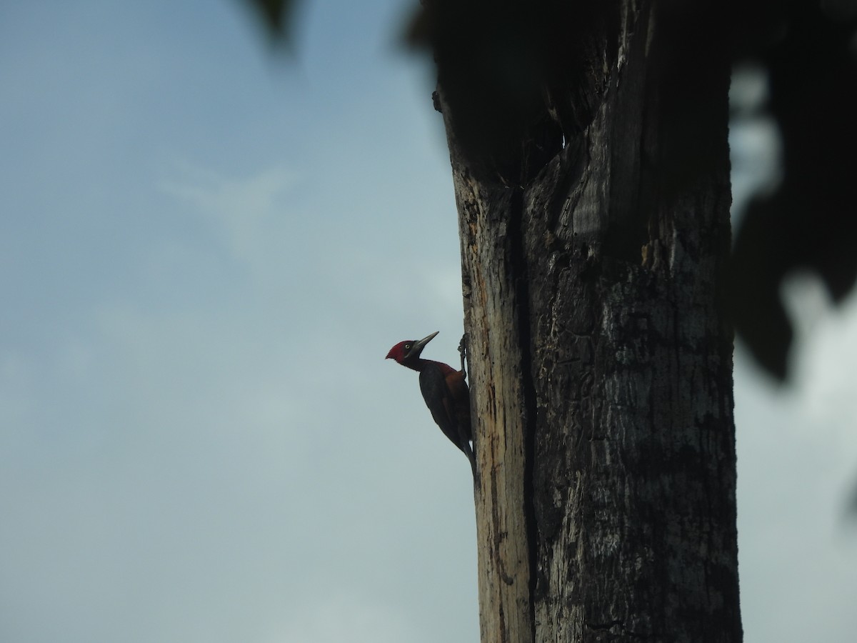 Red-necked Woodpecker - ML636041978