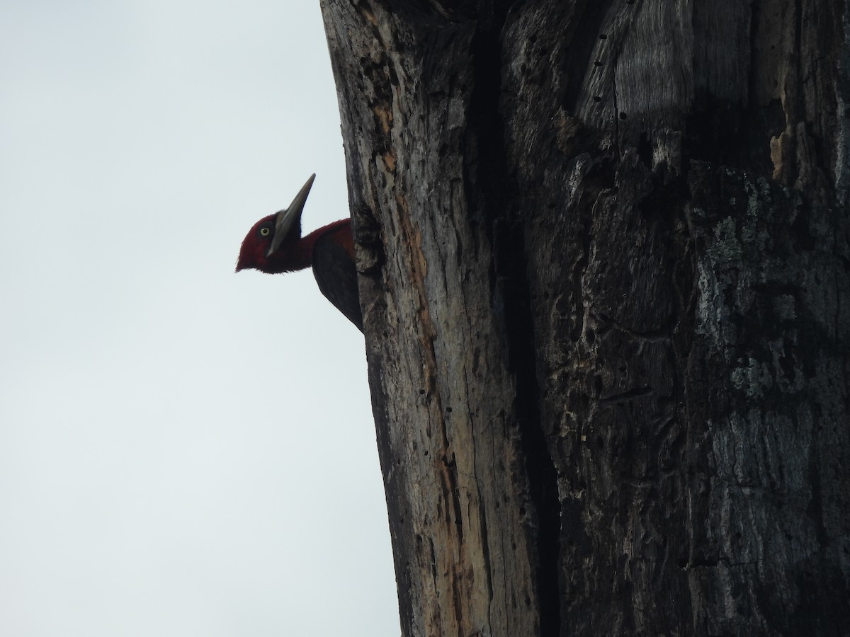Red-necked Woodpecker - ML636041979