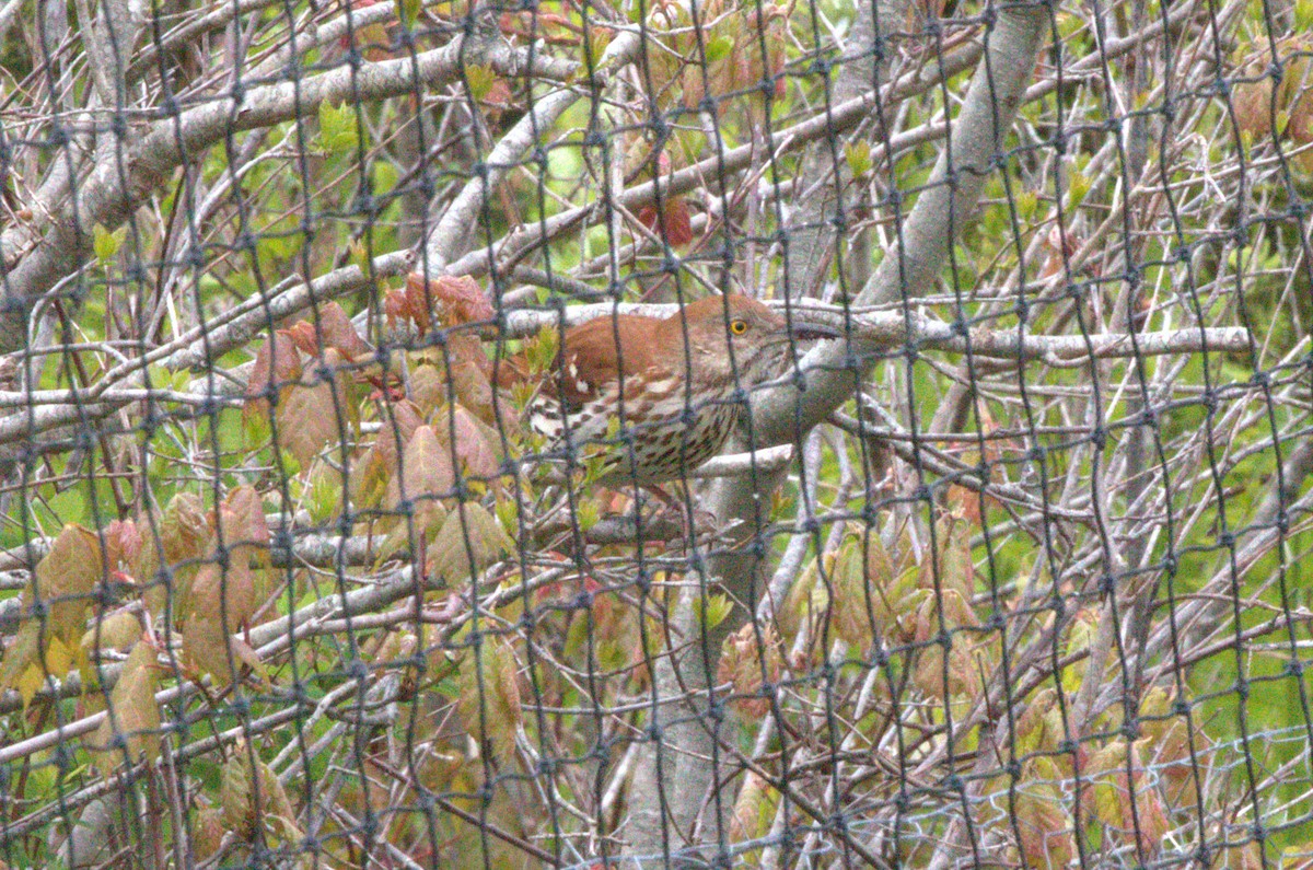 brunspottefugl - ML636041985