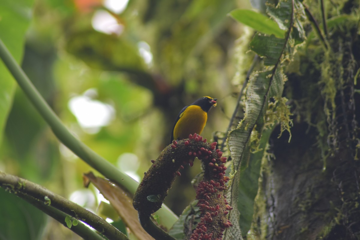 Orange-crowned Euphonia - ML636042033