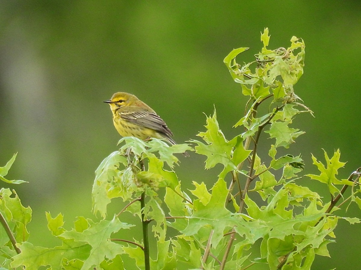 Prairie Warbler - ML636042125