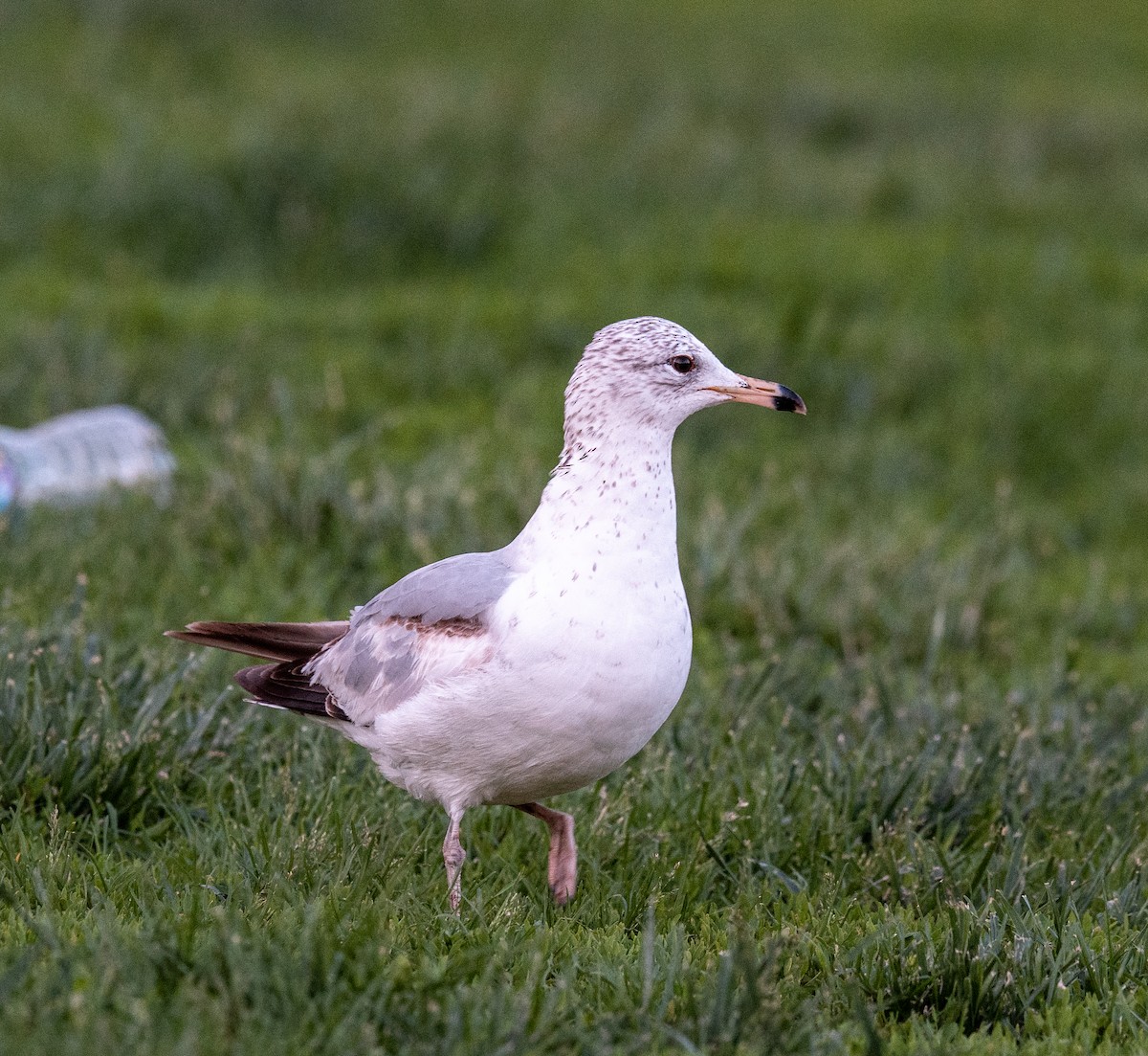 Ring-billed Gull - ML636042251