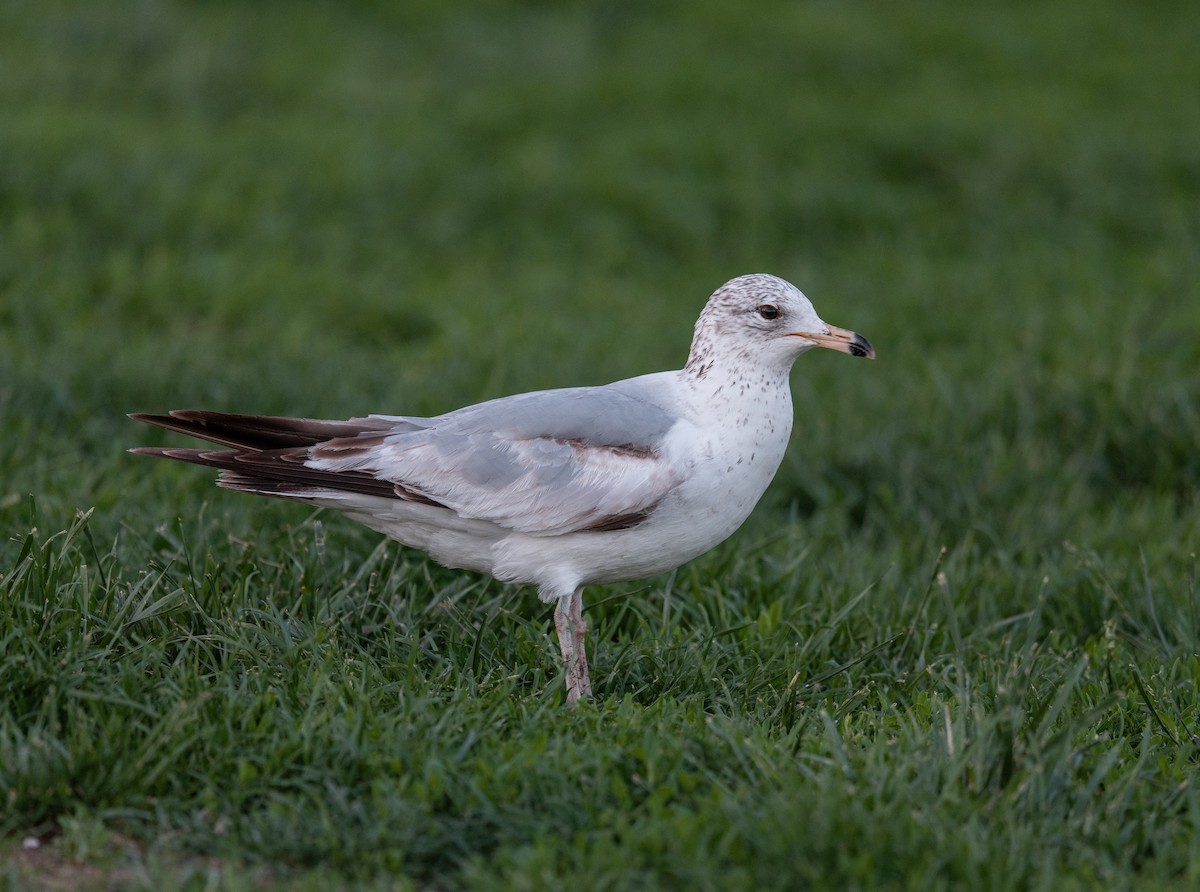 Ring-billed Gull - ML636042266