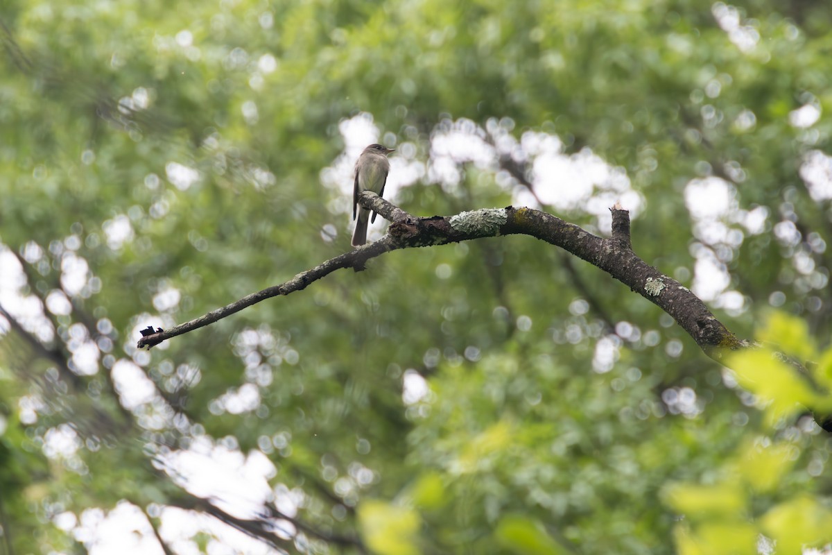 Least Flycatcher - ML636042297