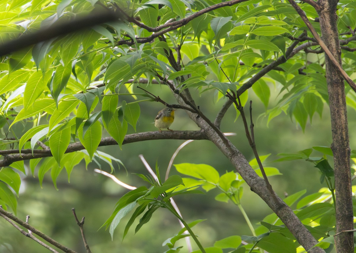 Northern Parula - ML636042321