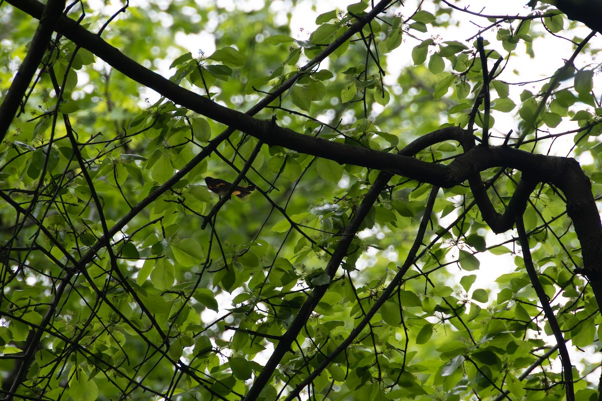 American Redstart - ML636042326