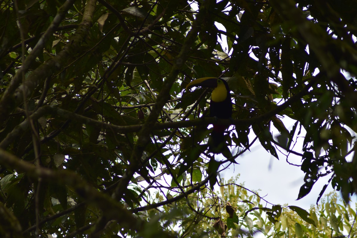 Yellow-throated Toucan - ML636042417