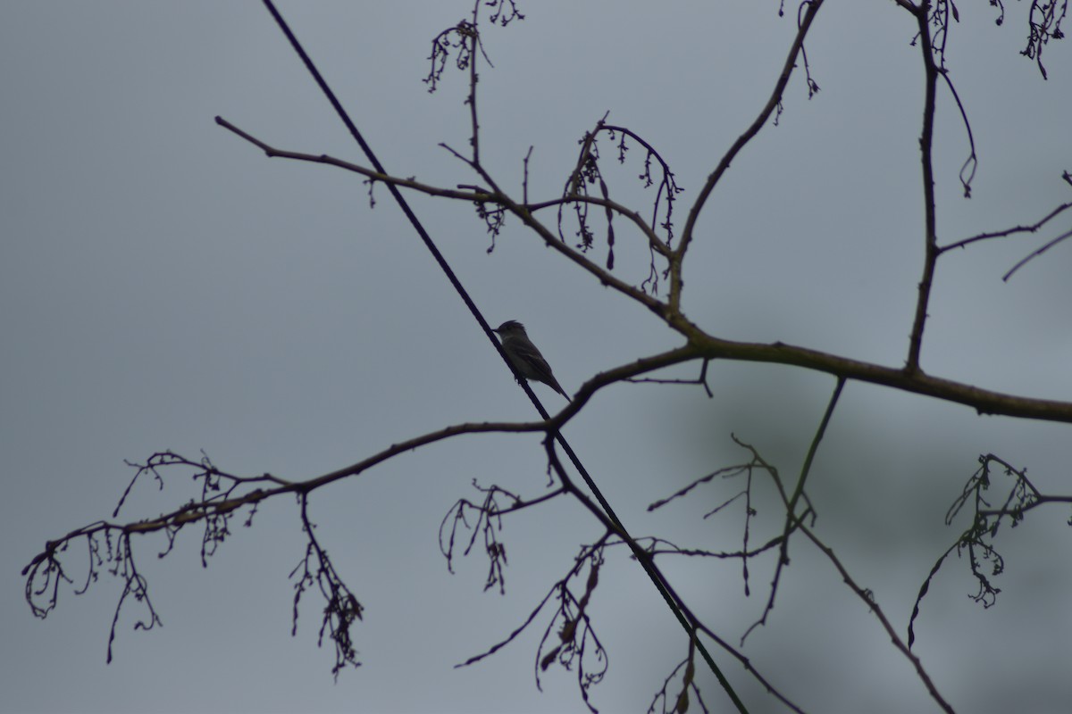 Smoke-colored Pewee - ML636042442