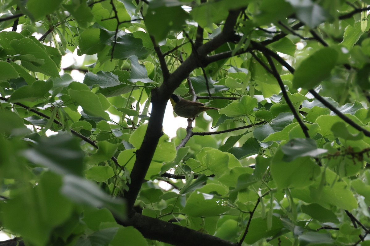 Common Yellowthroat - ML636042520