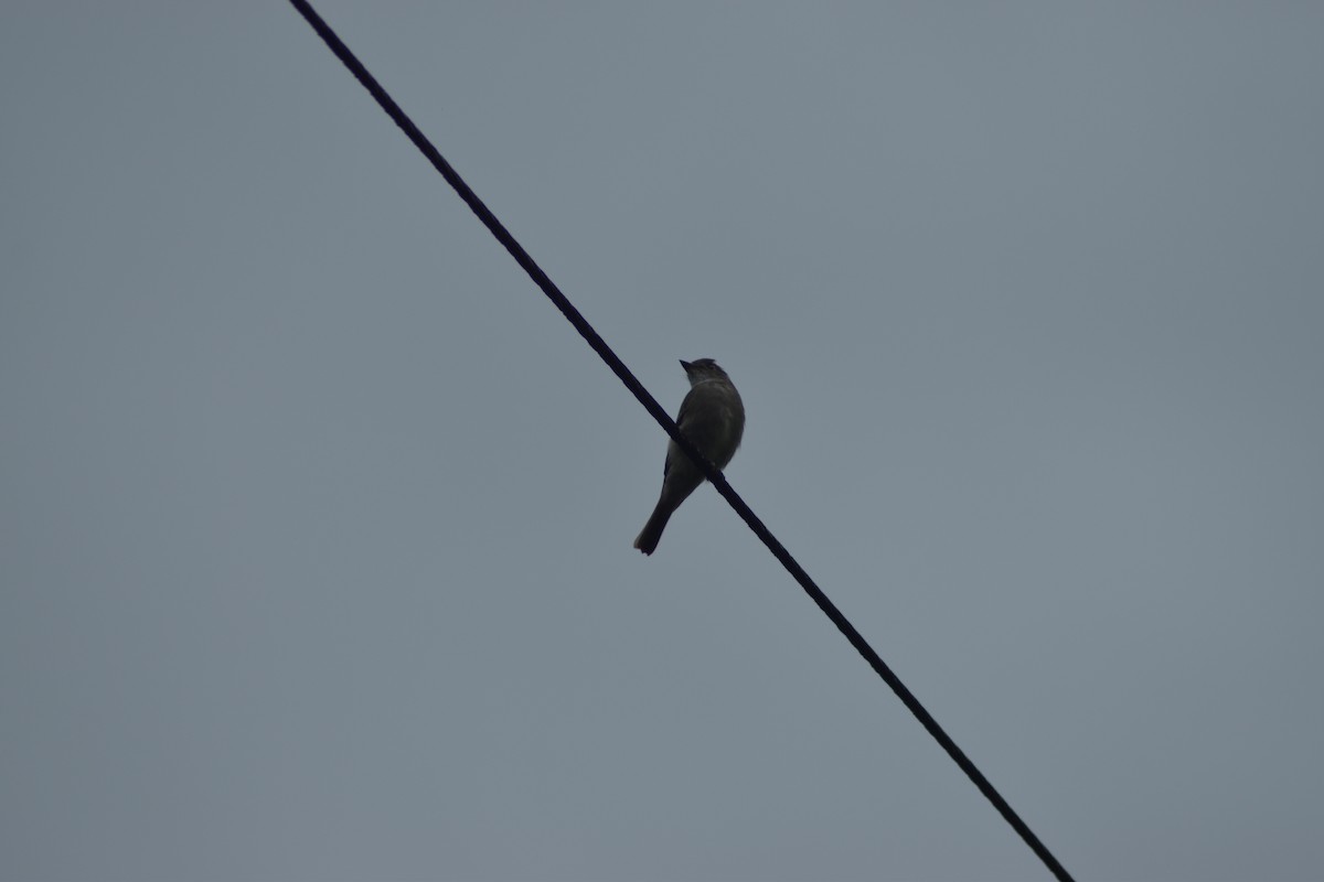 Smoke-colored Pewee - ML636042526