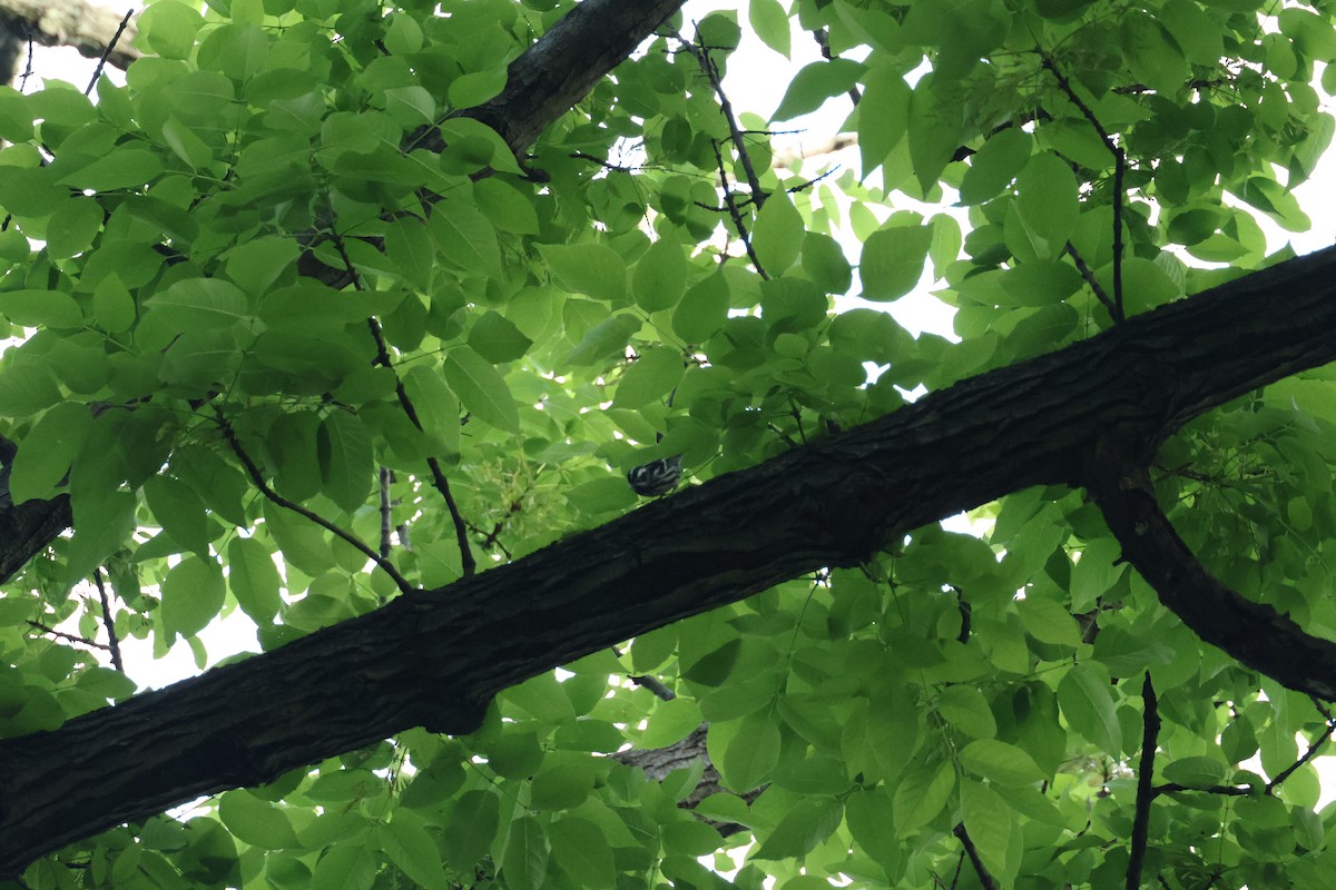 Black-and-white Warbler - ML636042544