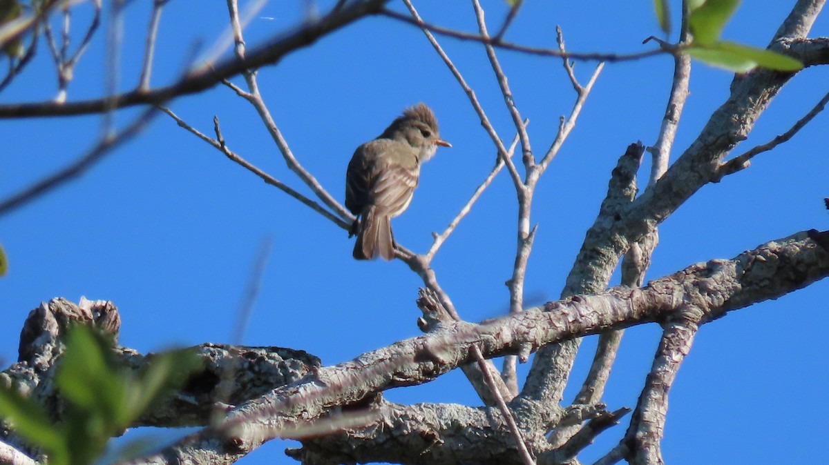 Northern Beardless-Tyrannulet - ML636042552