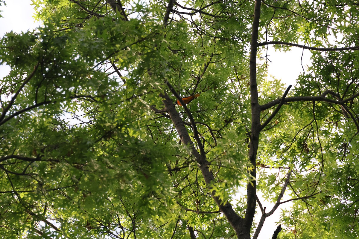 Baltimore Oriole - ML636042566