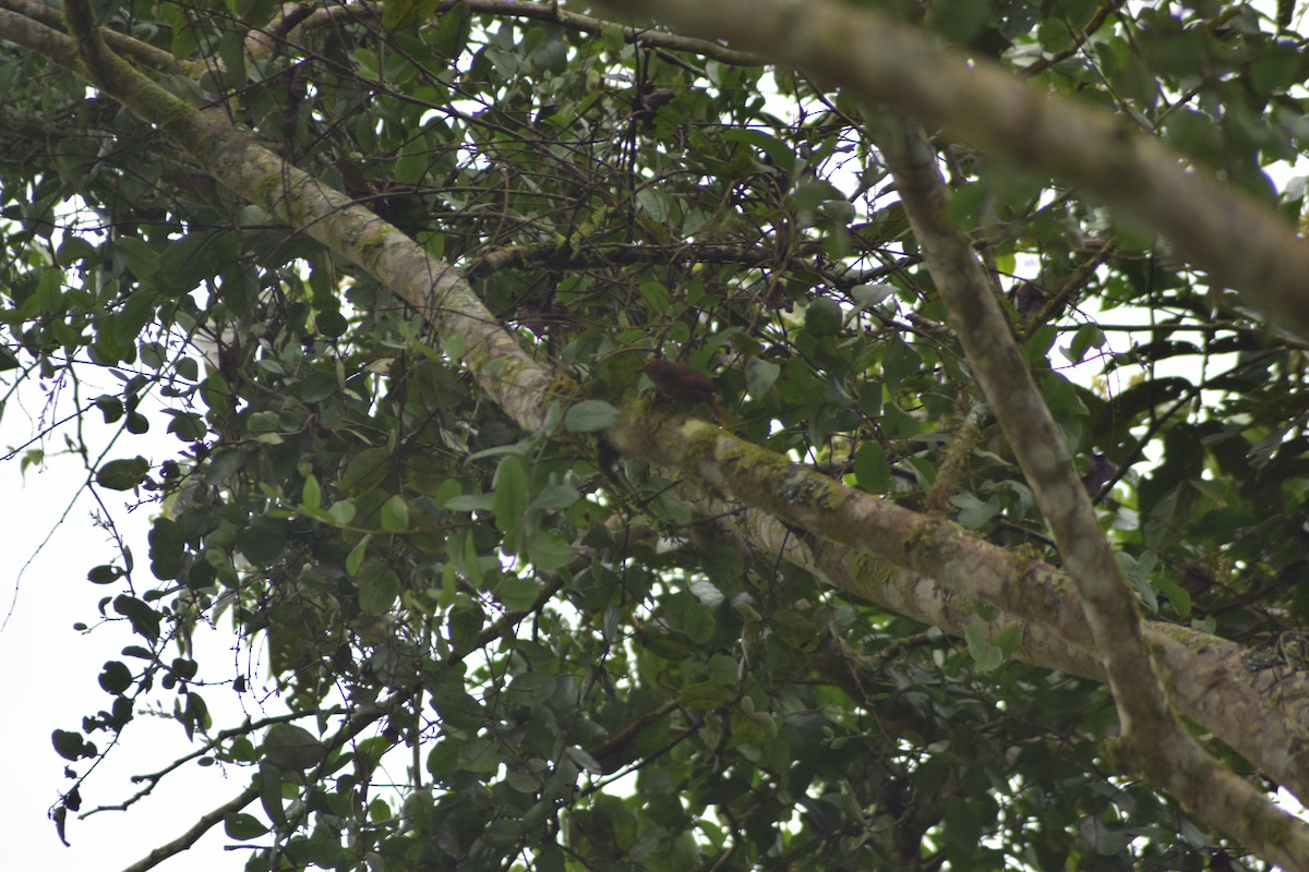Red-faced Spinetail - ML636042568