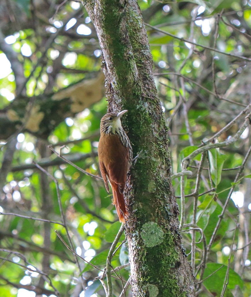 Scaled Woodcreeper - ML636042636