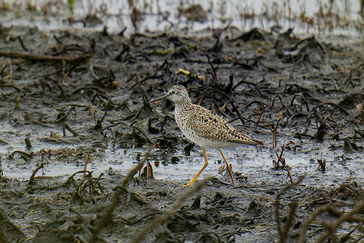 Lesser Yellowlegs - ML636042691